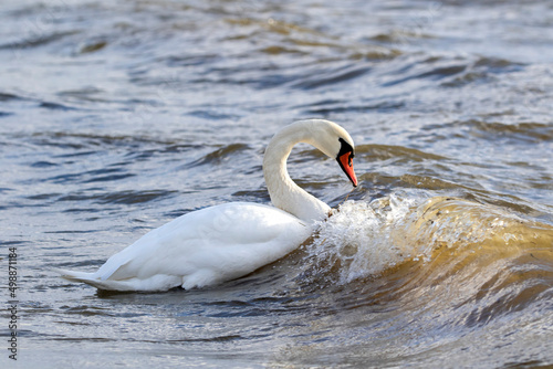 Fototapeta Naklejka Na Ścianę i Meble -  Beautiful white mute swan, Cygnus olor swimming in wavy water in Estonian nature
