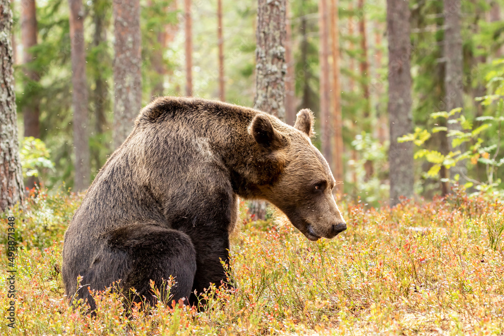 Large Eurasian omnivorous mammal, the brown bear, Ursus arctos sitting on the ground in Finnish boreal forest