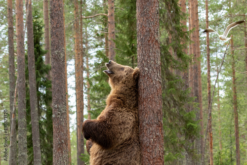 Large mammal, male brown bear (Ursus arctos) standing on hind legs and leaning against the tree trunk while marking its territory by rubbing its back against tree in taiga forest in Finnish nature photo