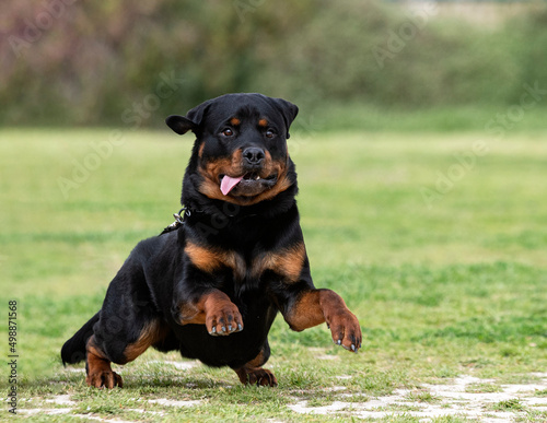 training of rottweiler © cynoclub