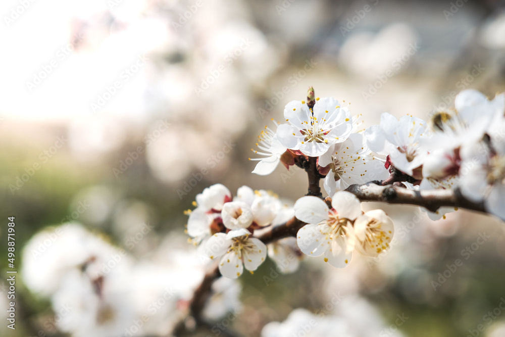 Blossoming almond branch on a sunny day. Blossoming almond branch on a sunny day.