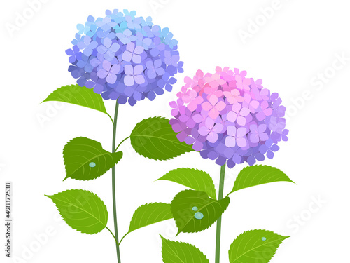 紫陽花_ベクターイラスト
