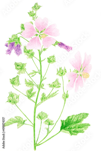 Common mallow (Malva sylvestris) botanical drawing. Watercolor on paper.