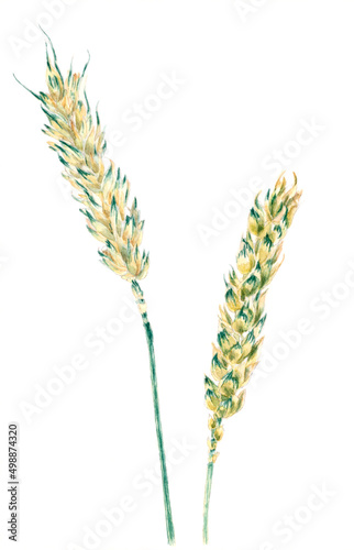 Ears of Common wheat (Triticum aestivum) botanical drawing. Watercolor on paper. photo