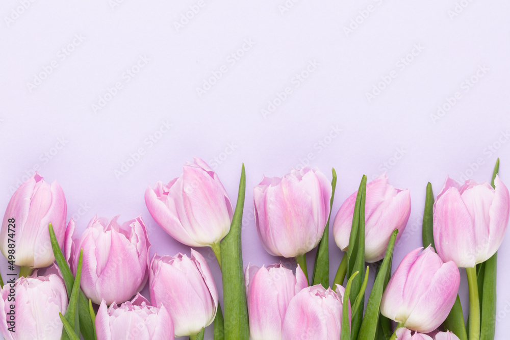 Fototapeta premium Lilac tulip flower on purple background.