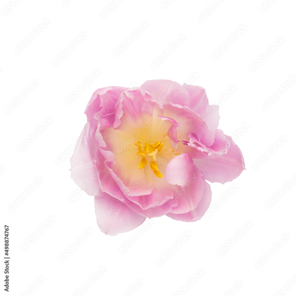 Pink tulip flower isolated on white background. Pink tulip flower isolated on white background.