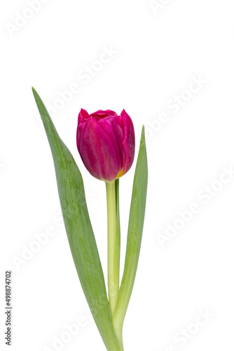 Lilac tulip flower on whitebackground.