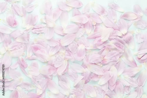 Pink tulip petals on pastel background. © gitusik