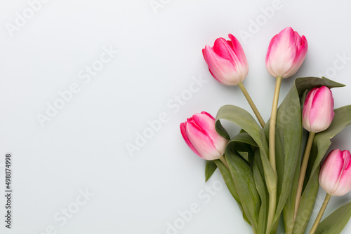 Wallpaper Mural Pink tulip flowers on pastel background. Torontodigital.ca