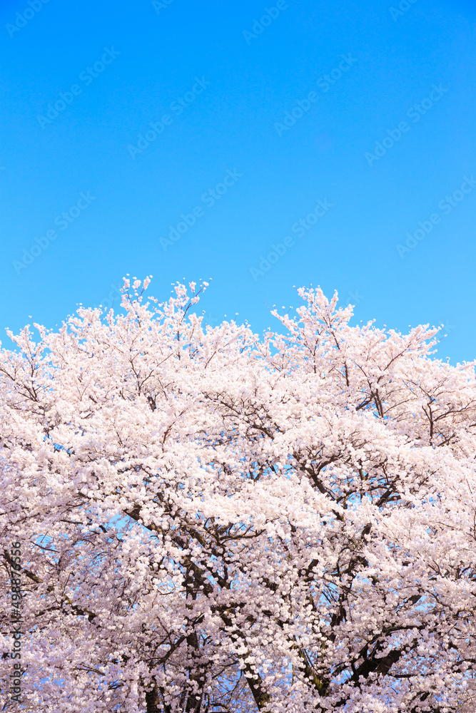 cherry blossom in spring cherry blossom in spring