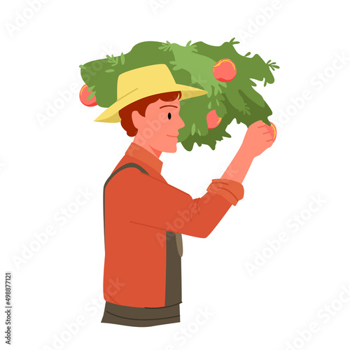 Farmer picking apples from tree branch vector illustration. Cartoon male agricultural worker in hat working in farm garden, young man harvesting in autumn isolated on white. Harvest, village concept