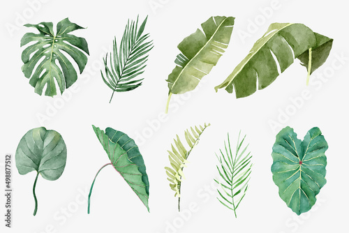 Set of Tropical Plants in Watercolor Style