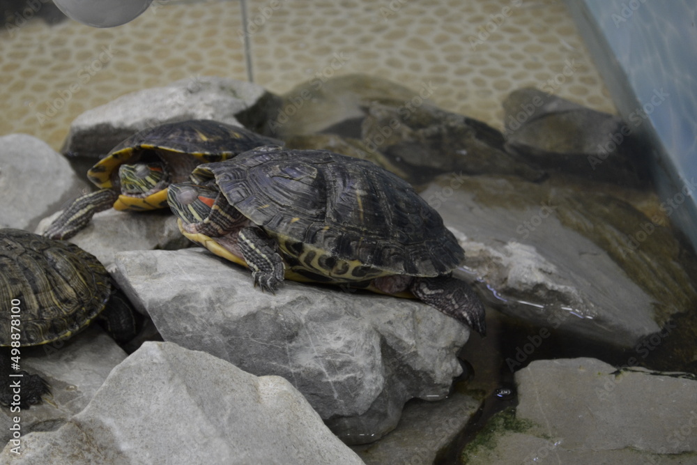 Fototapeta premium turtle on the rocks