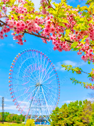 葛西臨海公園の河津桜と観覧車