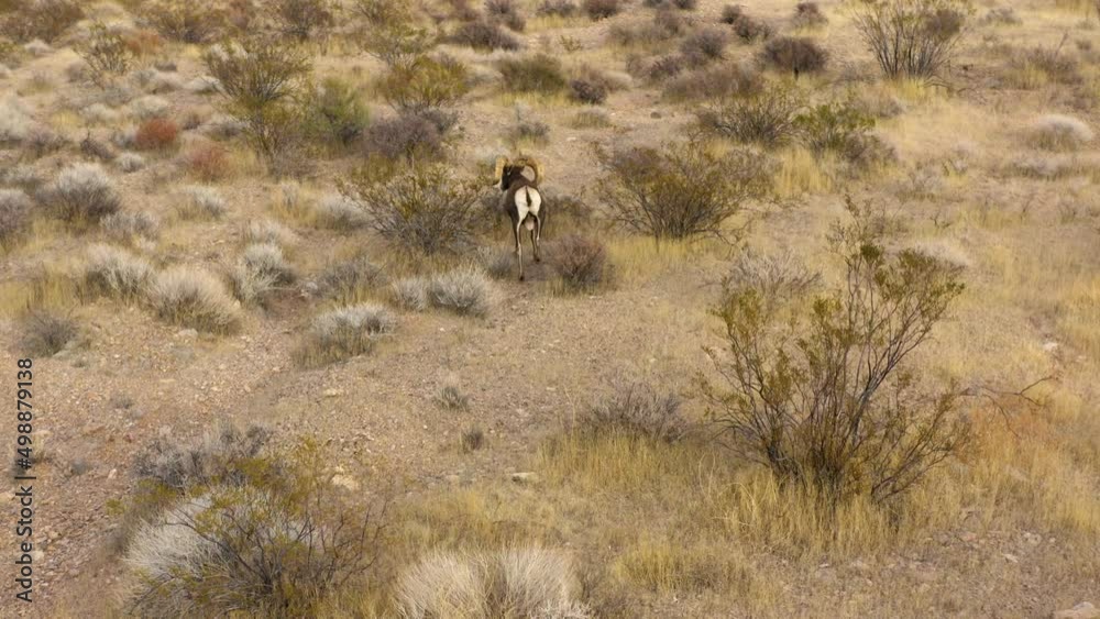 drone follows bighorn sheep feeding in natural dry desert of Nevada valley of fire natural park drone follows bighorn sheep feeding in natural dry desert of Nevada valley of fire natural park