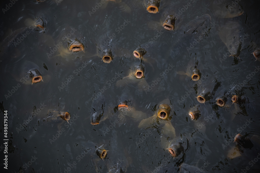 魚の大群 魚の大群