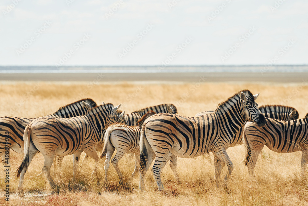 Obraz premium Eating and walking. Zebras in the wildlife at daytime