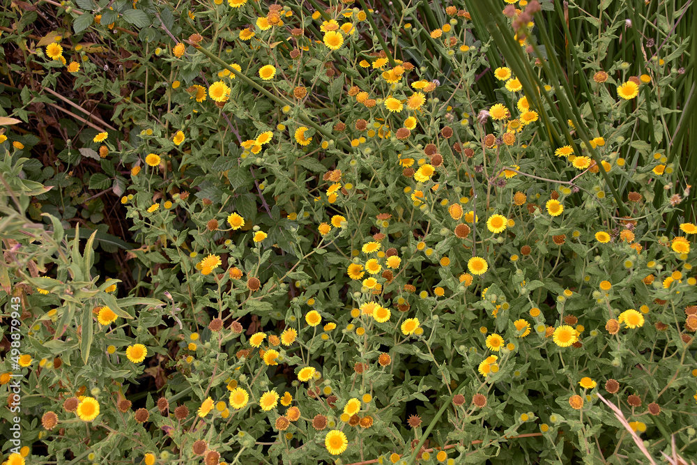 Yellow flower clump, cat's-grass.Pulicaria dysenterica. Spring time Yellow flower clump, cat's-grass.Pulicaria dysenterica. Spring time