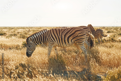 Beautiful animals. Zebras in the wildlife at daytime