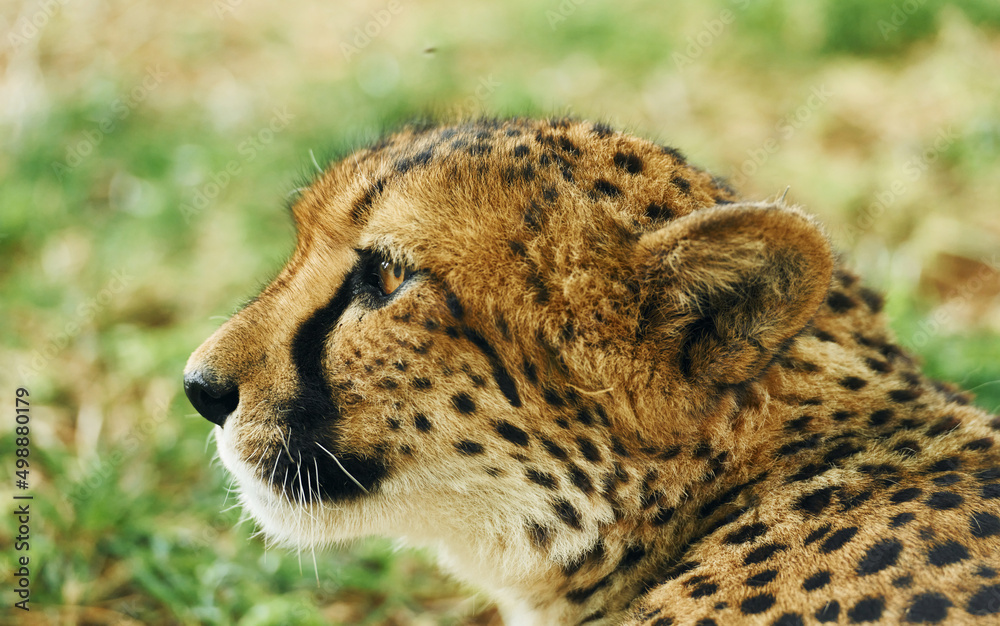 Close up view of cheetah that is lying down on the green grass outdoors Close up view of cheetah that is lying down on the green grass outdoors