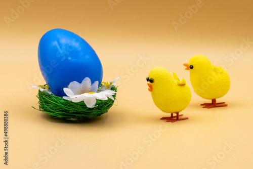 Blue egg in a chick nest