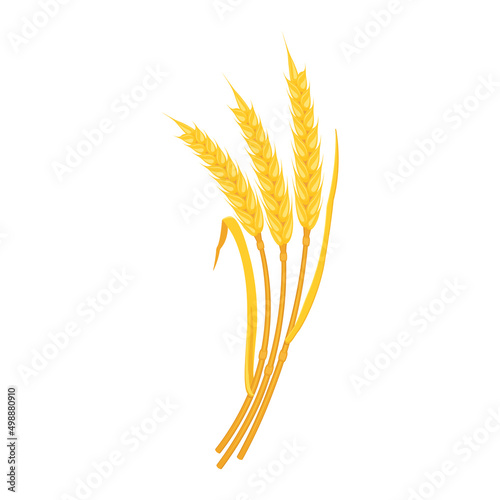 Ears wheat are yellow with curved arc-shaped leaves. Stems of cereal plants, design element.