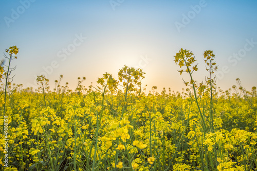 Rapeseed field at sunset. Blooming canola flowers in spring