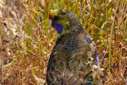 Green Rosella (Platycercus caledonicus), broad-tailed parrot from Tasmania photo