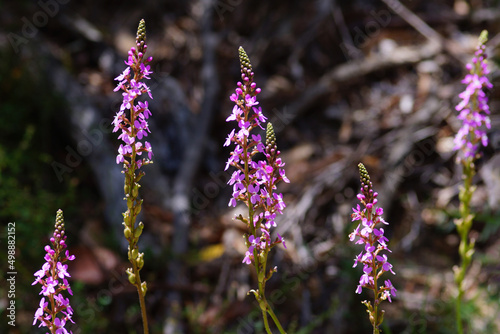 Grass triggerplant (Stylidium graminifolium) with multiple flowers, Tasmania, Australia