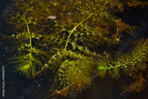 Photo Floating traps of aquatic bladderwort (Utricularia australis), Tasmania, Austral