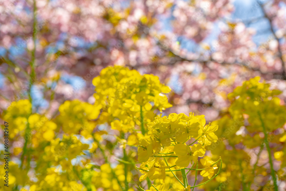 菜の花と桜の風景