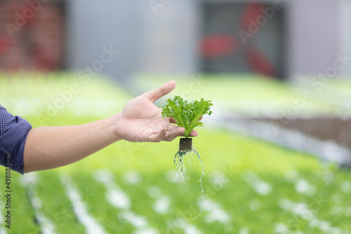 close up farmer hands holding organic vegetables in hydroponic farm