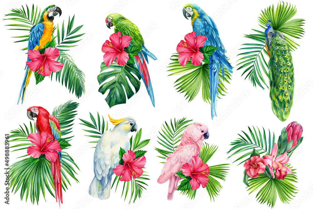 Fototapeta Set of Tropical palm leaves, hibiscus flower and parrot, isolated white background, watercolor painting, jungle design