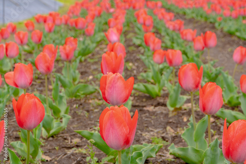 赤いチューリップの花畑