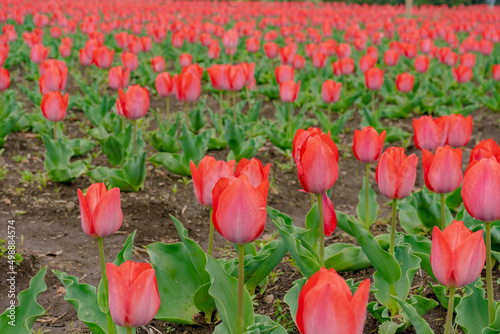 赤いチューリップの花畑