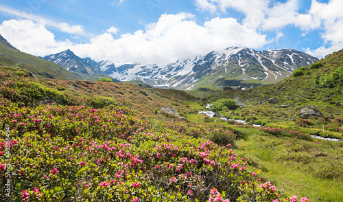 alpine rose blossoms at durrboden, dischma valley near davos. pictorial landscape switzerland in june