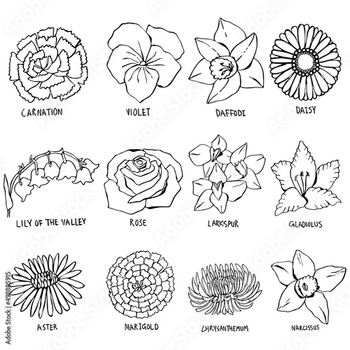 Hand drawn vector of birth month flower collection on white background