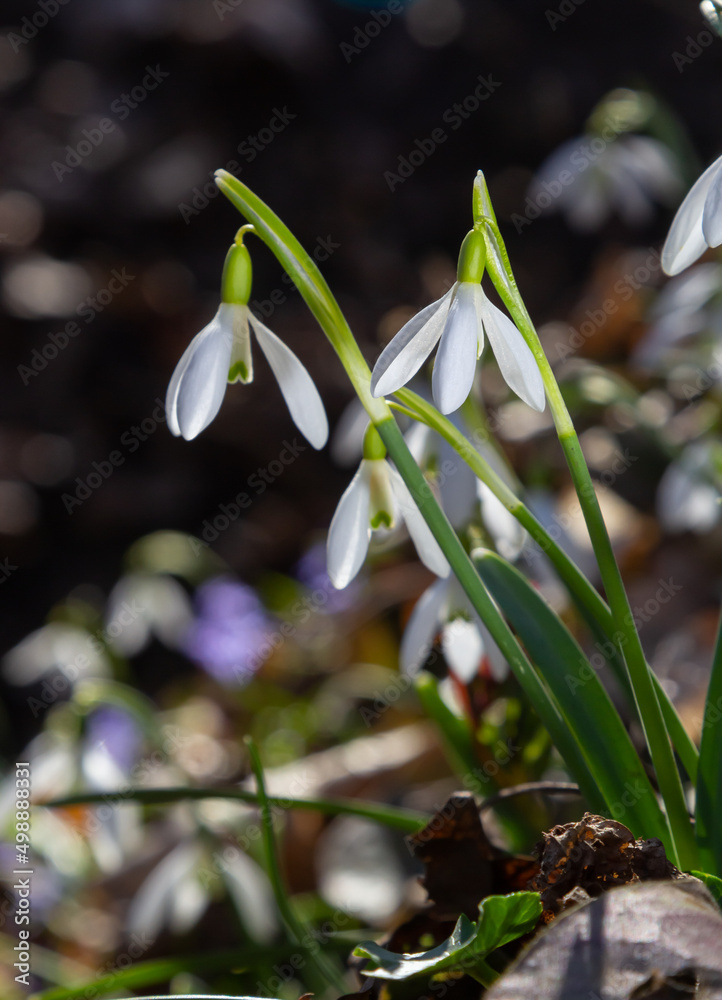 Early spring snowdrops, Galanthus nivalis, selective focus and diffused background Early spring snowdrops, Galanthus nivalis, selective focus and diffused background