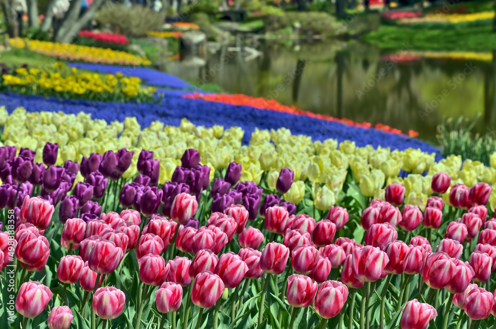 美しいチューリップの花 美しいチューリップの花
