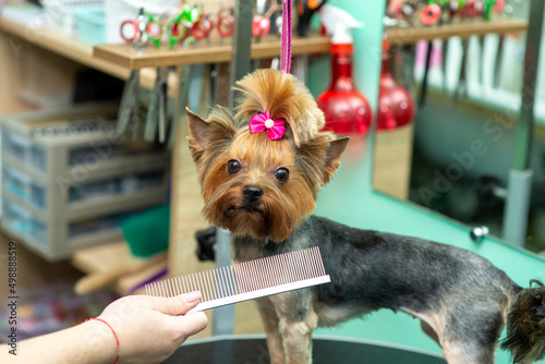 beautiful trimmed yorkshire terrier in a grooming salon, close-up