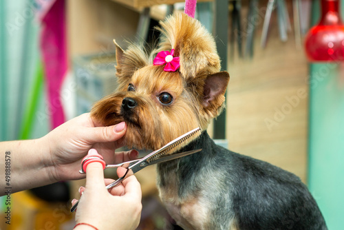 scissor haircut yorkshire terrier in grooming salon