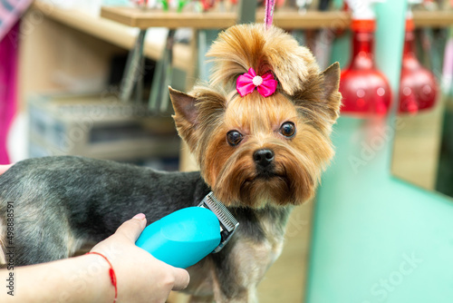 haircut clipper yorkshire terrier in the grooming salon