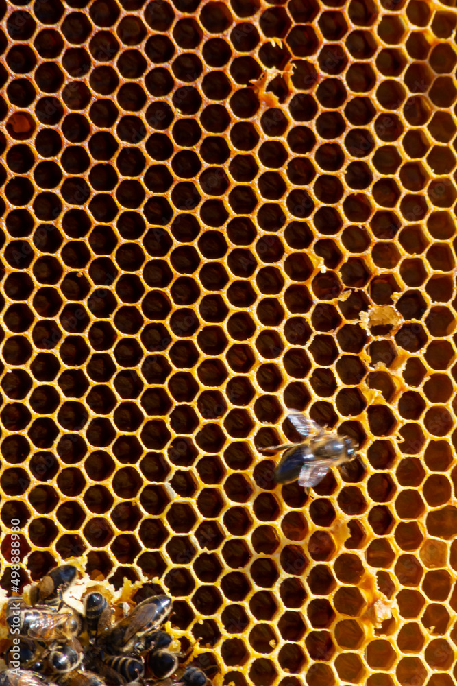 Bees working on honey cells. Close up macro. World Bee Day. Copy paste. Space for text Bees working on honey cells. Close up macro. World Bee Day. Copy paste. Space for text