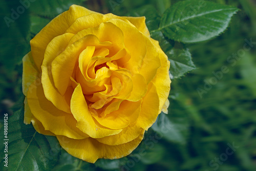 Yellow rose flower in garden