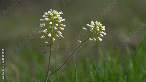 Alpine Pennycress in slight breeze (Thlaspi caerulescens) - (4K)
