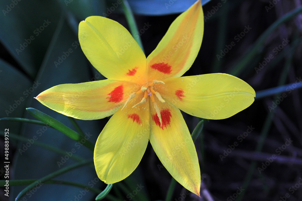 Obraz premium A beautiful yellow tulip. The background is green liliales.