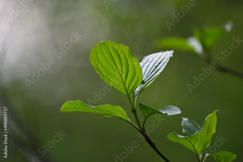 green leaf spring