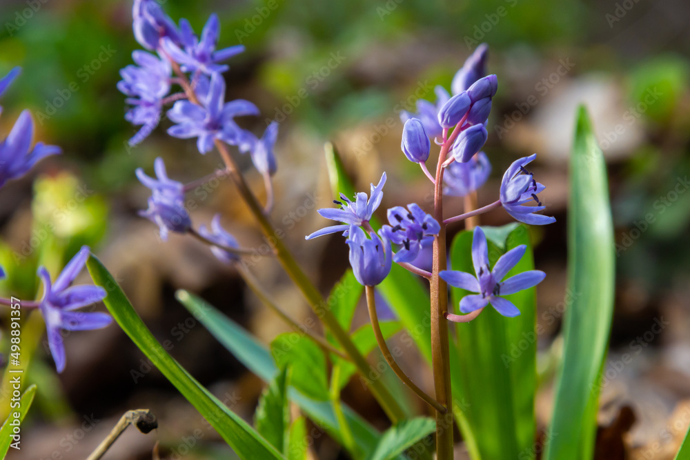 In the spring forest bloom ephemeroid plant Scilla bifolia. Scilla bifolia in a natural habitat. In the spring forest bloom ephemeroid plant Scilla bifolia. Scilla bifolia in a natural habitat.