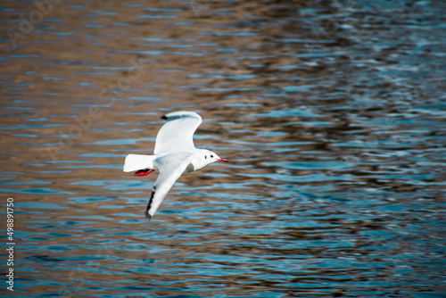 seagull flying over the river in blue color