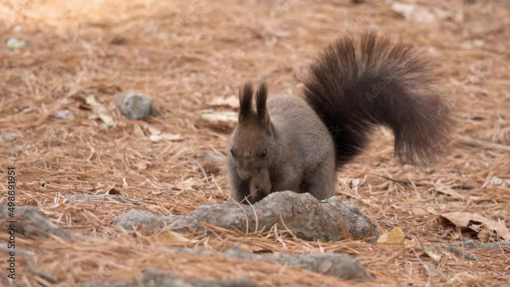 Abert's squirrel (Sciurus vulgaris) searches nuts on the ground in autumn forest Abert's squirrel (Sciurus vulgaris) searches nuts on the ground in autumn forest